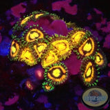 Krustenanemonen „Angelles Rouge“ WYSIWYG