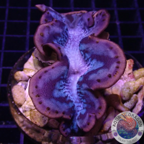 Tridacna maxima WYSIWYG