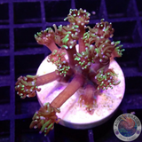 Goniopora spp. „Mastergrade“