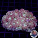 Acanthastrea echinata „Stardust“ WYSIWYG „AD Special“