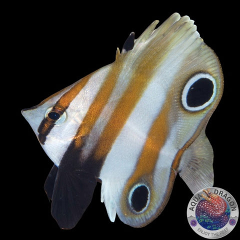 Coradion melanopus „Zweiaugen-Coradion“