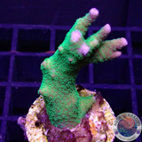 Montipora digitata „Toxic“ WYSIWYG