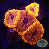 Krustenanemonen „Headshot“ WYSIWYG „AD Special“