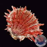 Spondylus spp. „Stachelauster“