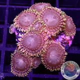 Krustenanemonen „Koala Eye“ AD Special