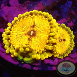 Krustenanemonen „Soprano“ WYSIWYG