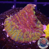 Echinophyllia spp. „Cloudberry“ WYSIWYG