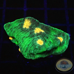Echinophyllia spp. „Alien Spice“ WYSIWYG