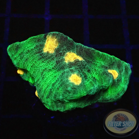 Echinophyllia spp. „Alien Spice“ WYSIWYG