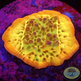 Montipora spp. „Folden Phoenix“ AD Special