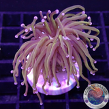 Euphyllia glabrescens „NYK“