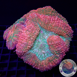Lobophyllia spp. „Retro Lobo“ WYSIWYG „AD Special“