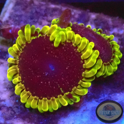 Krustenanemonen „Thermosphere“ AD Special“