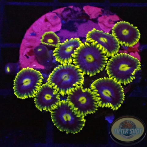 Krustenanemonen „Corona“ WYSIWYG