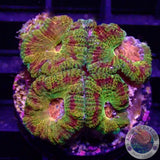 Micromussa spp. „Odyssee“