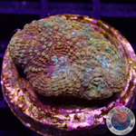 Acanthastrea echinata „True Eyes“ WYSIWYG „AD Special“