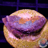 Echinophyllia spp. „Dark Knight“ WYSIWYG