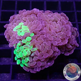 Euphyllia baliensis „Grafted Voodoo“ WYSIWYG „AD Special“