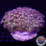 Goniopora spp. „Rasta“ WYSIWYG