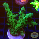Acropora spp. „Grinch“