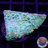 Echinophyllia spp. „Sky Rocket“