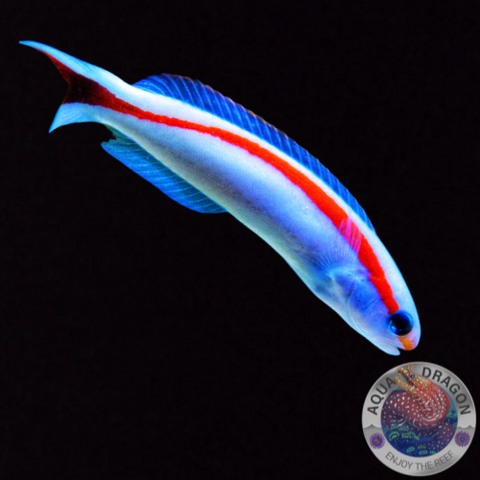 Hoplolatilus marcosi „Marcos-Torpedobarsch“