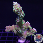 Montipora capitata „Berry“ WYSIWYG