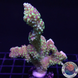 Montipora capitata „Berry“ WYSIWYG
