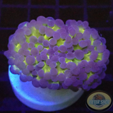 Euphyllia baliensis „Ghost Face“ AD Special