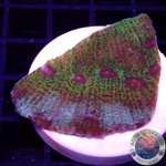 Echinophyllia spp. „Avatar“
