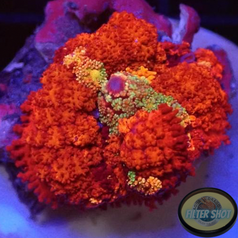 Rhodactis spp. „Flaming Phoenix“ 🐦‍🔥 WYSIWYG