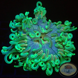 Macrodactyla doreensis WYSIWYG