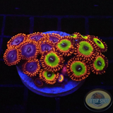 Krustenanemonen „Bowser Superman“ WYSIWYG