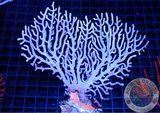 Melithaea spp. “Color Play” XXL WYSIWYG