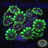 Alveopora spp. „G Touch“