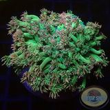 Goniopora spp. „Lipstick“ WYSIWYG „AD Special“