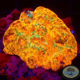 Echinophyllia spp. „Titan“ WYSIWYG „AD Special“