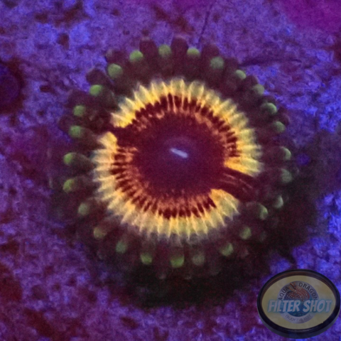 Krustenanemonen „Vampire in Drag“ WYSIWYG