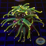 Euphyllia glabrescens „Mojito“