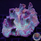 Pectinia spp. „Crimi“ WYSIWYG „AD Special“