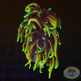 Euphyllia glabrescens „Golden Dragon“ 🐉 „AD Special“