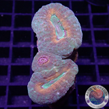 Lobophyllia spp. „Pumpkin Garden“ WYSIWYG