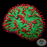 Cycloseris fragilis „El Diablo“ WYSIWYG