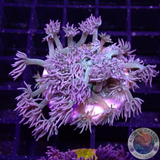 Goniopora spp. „Lipstick“ WYSIWYG „AD Special“
