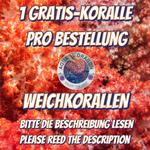 Gratis-Koralle Weichkorallen&Co