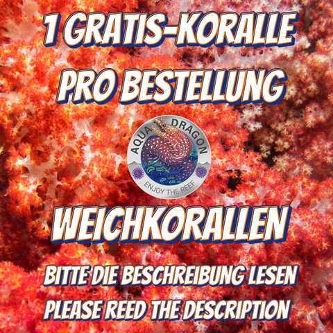 Gratis-Koralle Weichkorallen&Co