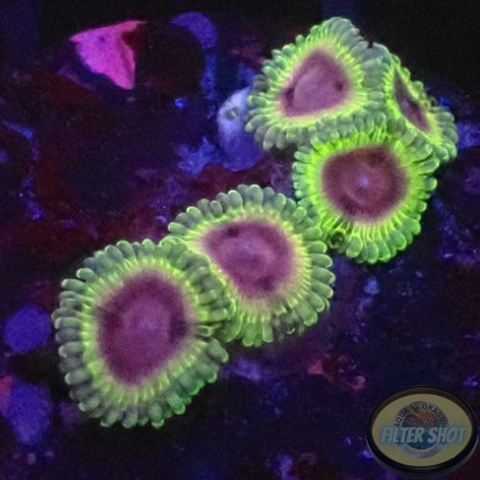 Krustenanemonen „Bloodshot Morph“ WYSIWYG „AD Special“