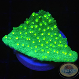 Astreopora spp. „Lemon Dots“