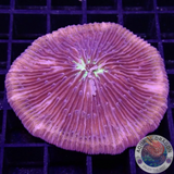 Fungia spp. „Gold Lava“ WYSIWYG „AD Special“