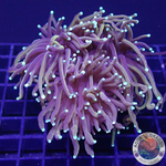 Euphyllia glabrescens „Hellfire“ WYSIWYG
